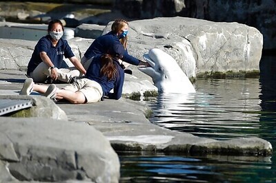 Belugas To Arrive At Mystic Aquarium After Legal Battle