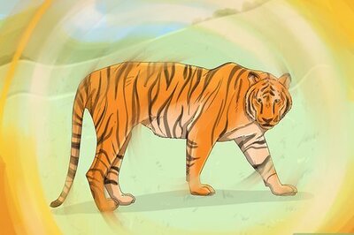 The Symbolism and Spiritual Meanings Behind Dreams About Tigers