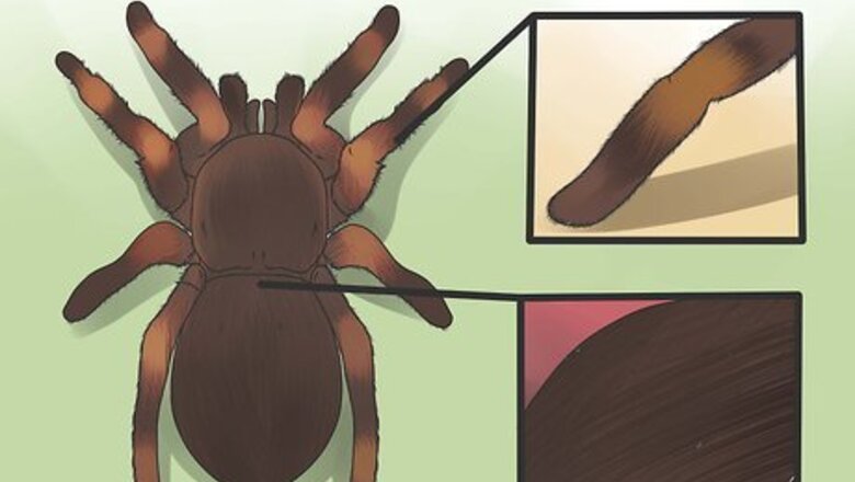 How to Identify a Tarantula Spider