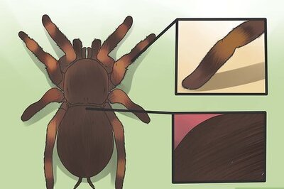 How to Identify a Tarantula Spider