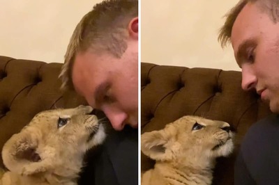 This Video Of Man Playing With Lion And Leopard Cubs Fails To Wow Internet