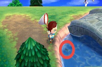 How to Catch a Diving Beetle on Animal Crossing: New Leaf