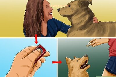 How to Train a PTSD Service Dog