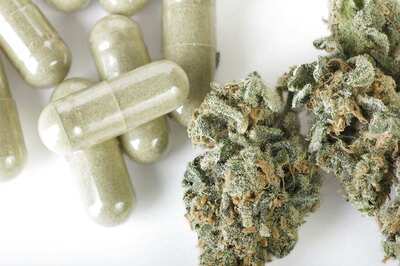 Manipur Cabinet Discusses Legislation on Cannabis Cultivation for Medical, Industrial Purposes