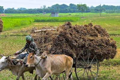 Kharif MSP Announced: Cabinet Hikes Paddy MSP to Rs 2,183/ Quintal, Moong Dal Sees Highest Rise