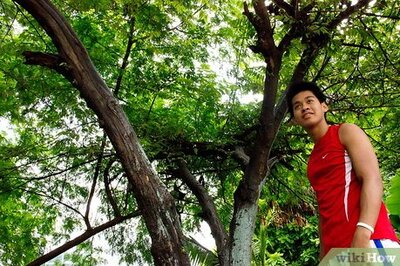 How to Listen to Trees Communicate