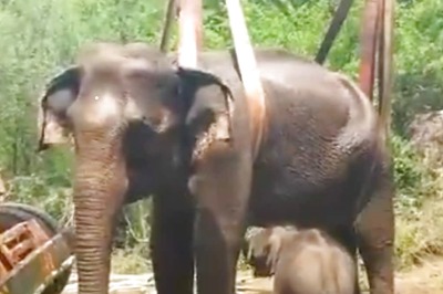 This Incredible Story Of Mama Elephant's Survival In Tamil Nadu Forest Will Make Your Day