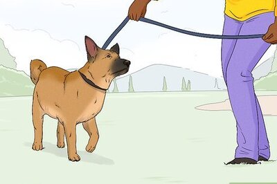 Effective Ways to Clean Fresh or Dried Poop from Your Dog