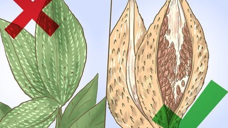 How to Store Milkweed Seeds