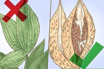 How to Store Milkweed Seeds