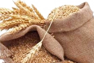 High-yielding Crop Varieties, Favourable Weather Expected to Add Wheat Output by 5 Million Tonnes This Year: IIWBR