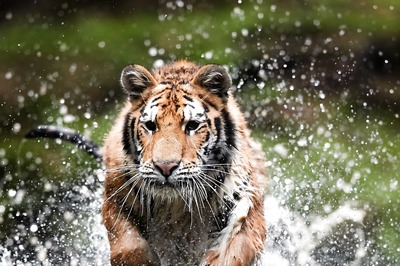 International Tiger Day 2021: Meet These 4 Women Photographers Capturing the Stunning Visuals of Tigers in the Wild