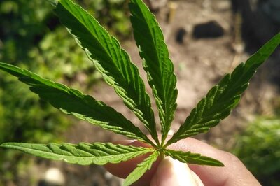 Man Held for Trying to Smuggle 2 kg ‘Charas’ Worth Rs 8 Lakh at Goa Airport