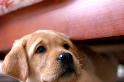 Follow These Tips to Help Your Child And Pet Get Along Perfectly