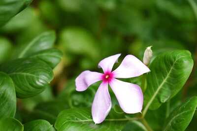 These 5 Flowers May Help Lower Blood Sugar Levels