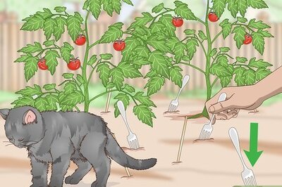 How to Keep Cats Out of Your Garden