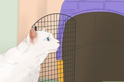Help Your Cat Settle Into a New Home in 14 Easy Steps