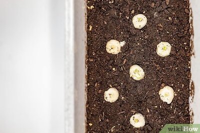 How to Save Onion Seeds