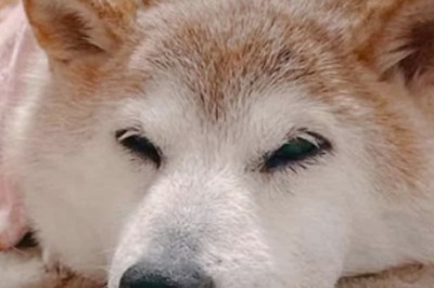 Kabosu, World Famous Japanese Dog Who Inspired Dogecoin, Dies