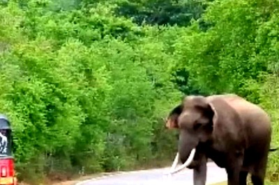 In Karnataka's Chikkamagaluru, Wild Elephant Roams On National Highway For 30 Mins