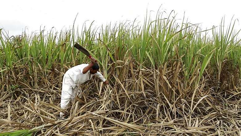 India Set For Record Output of Kharif Crop Harvest: Agriculture Secretary