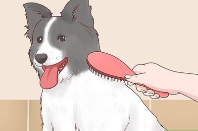 How to Keep Dogs Warm in the Winter