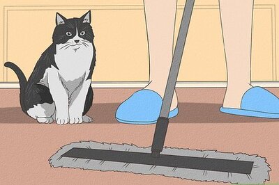 How to Take Care of Your Aging Cat