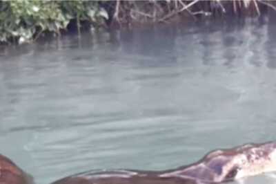 This Video Of Man Swimming With Anaconda Is Not For Faint-Hearted