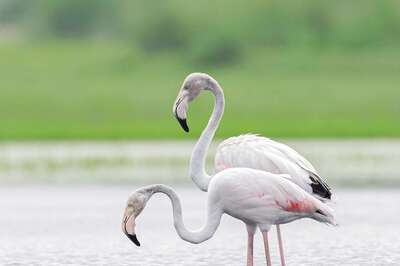 World Wetlands Day 2022: History, Significance, and Theme