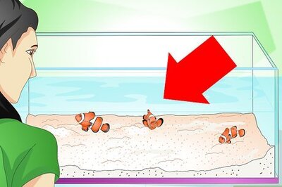 How to Tell if Your Fish Is Sick