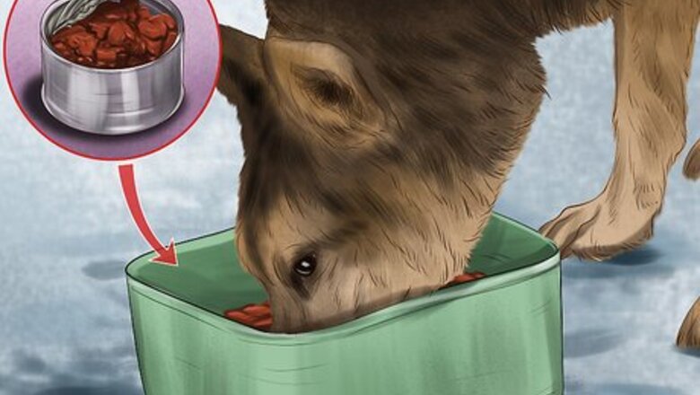 How to Care for Sled Dogs