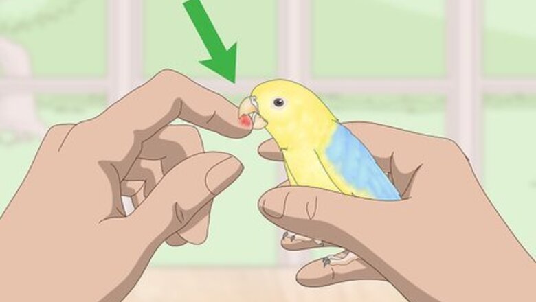 How to Deal with Parrotlet Aggression