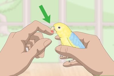 How to Deal with Parrotlet Aggression
