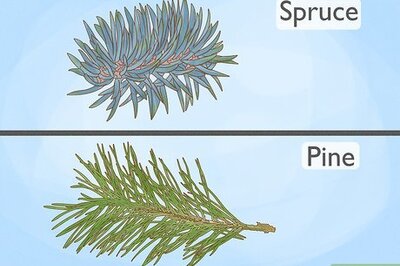 How to Identify Spruce Trees
