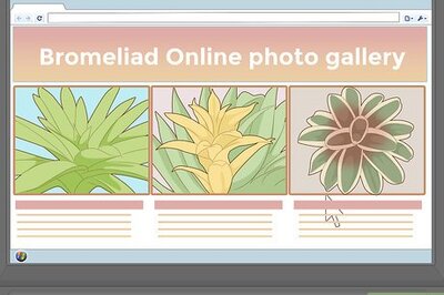 How to Care for a Bromeliad
