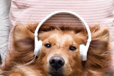 Pet Parents: These are Some Common Mistakes Pet Parents Make