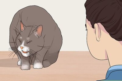 How to Diagnose and Treat Chylothorax in Cats