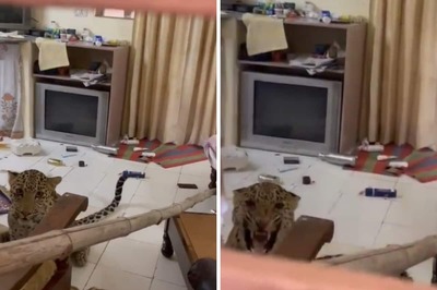 Spine-Chilling Video Shows Leopard Hiding Inside Room In Jaipur Hotel
