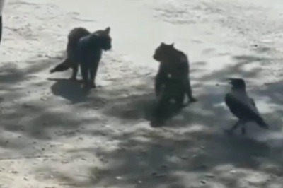 Crow Incites Stand-Off Between Two Cats, Video Goes Viral