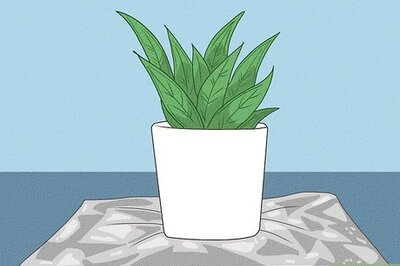 How to Prevent Cats from Eating Plants
