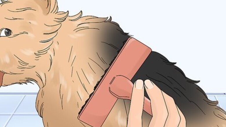 How to Groom a Norwich Terrier