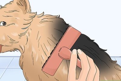 How to Groom a Norwich Terrier