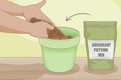 How to Grow Jade Plants at Home: Propagation & Repotting