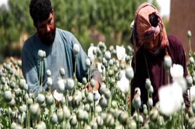 Profits and Poppy: How Afghanistan’s Drug Trade Supports Terrorism