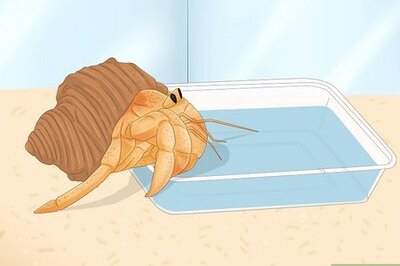 How to Care for Molting Hermit Crabs