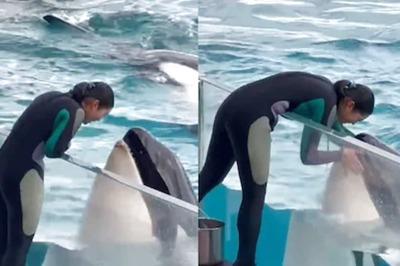 Watch: Killer Whale Imitates Woman's Gestures