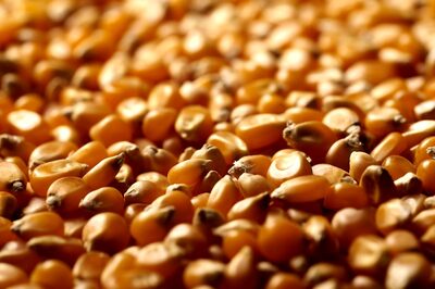 Monsoon Recipes: Make Your Taste Buds Alive with These Corn Recipes