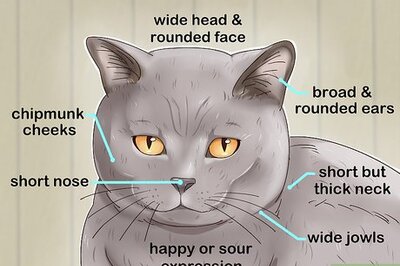 How to Identify a British Shorthair Cat