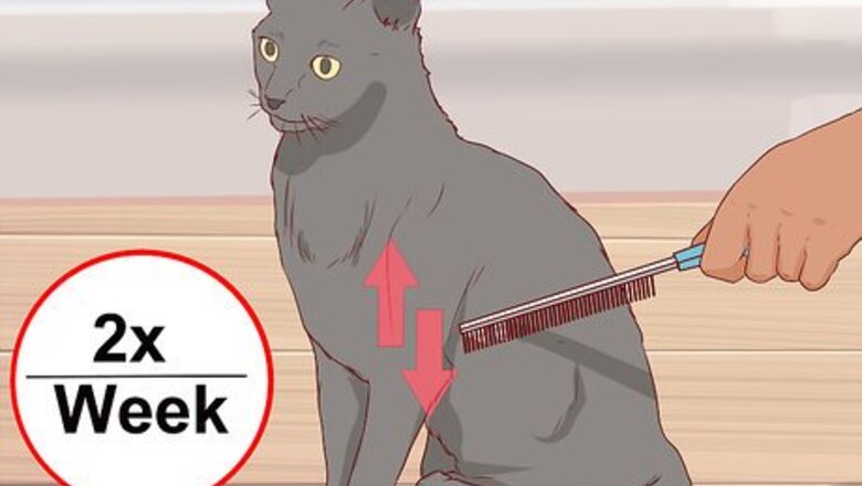 How to Take Care of a Chartreux Cat