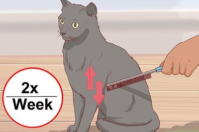 How to Take Care of a Chartreux Cat